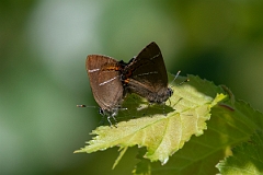 David Plant Photography - Wildlife Photography - White letter hairstreak - B